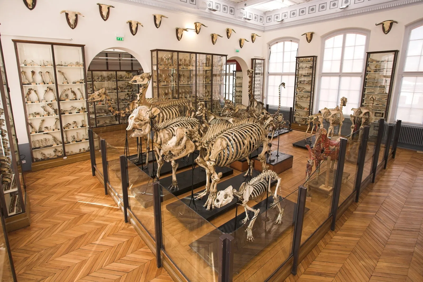Anatomie et bords de Marne - photo 2