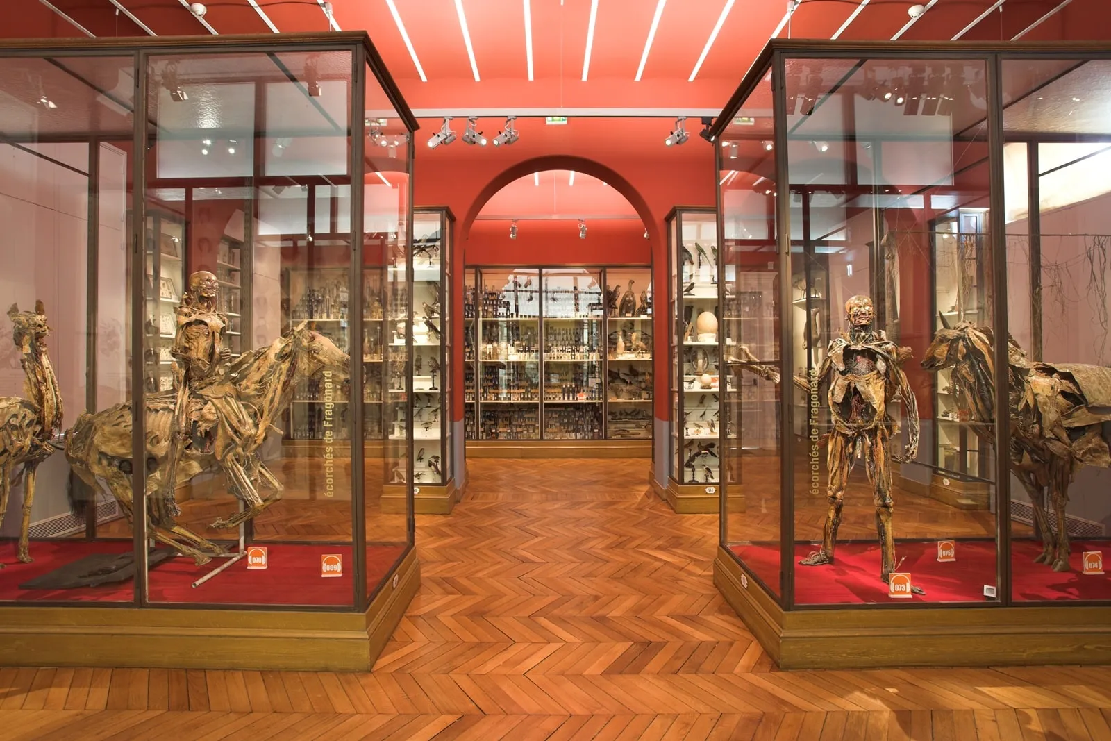 Anatomie et bords de Marne - photo 1